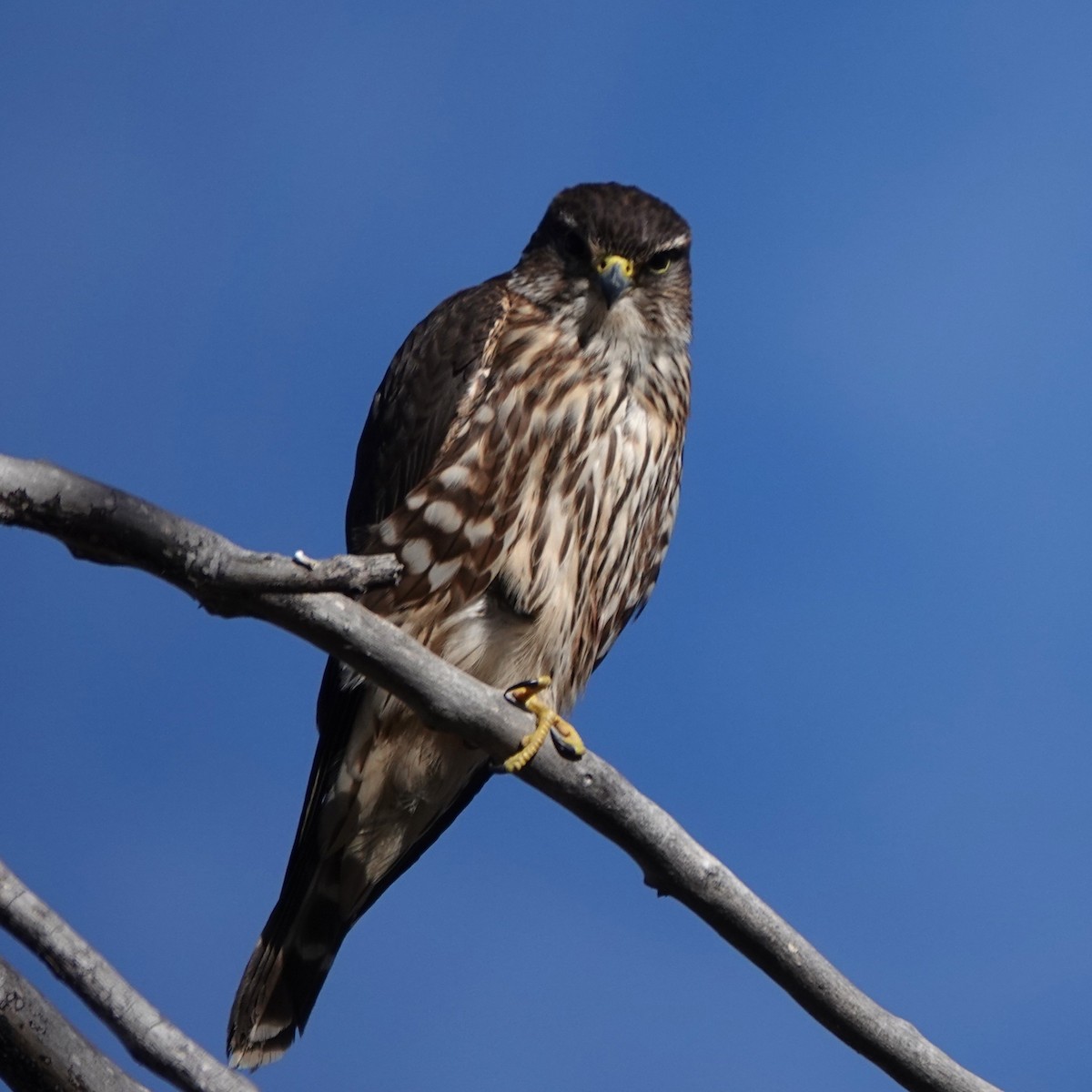 Дербник - ML647365805