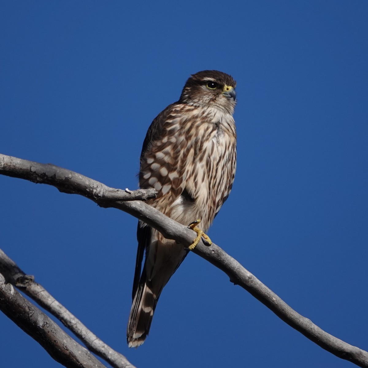 Дербник - ML647365806