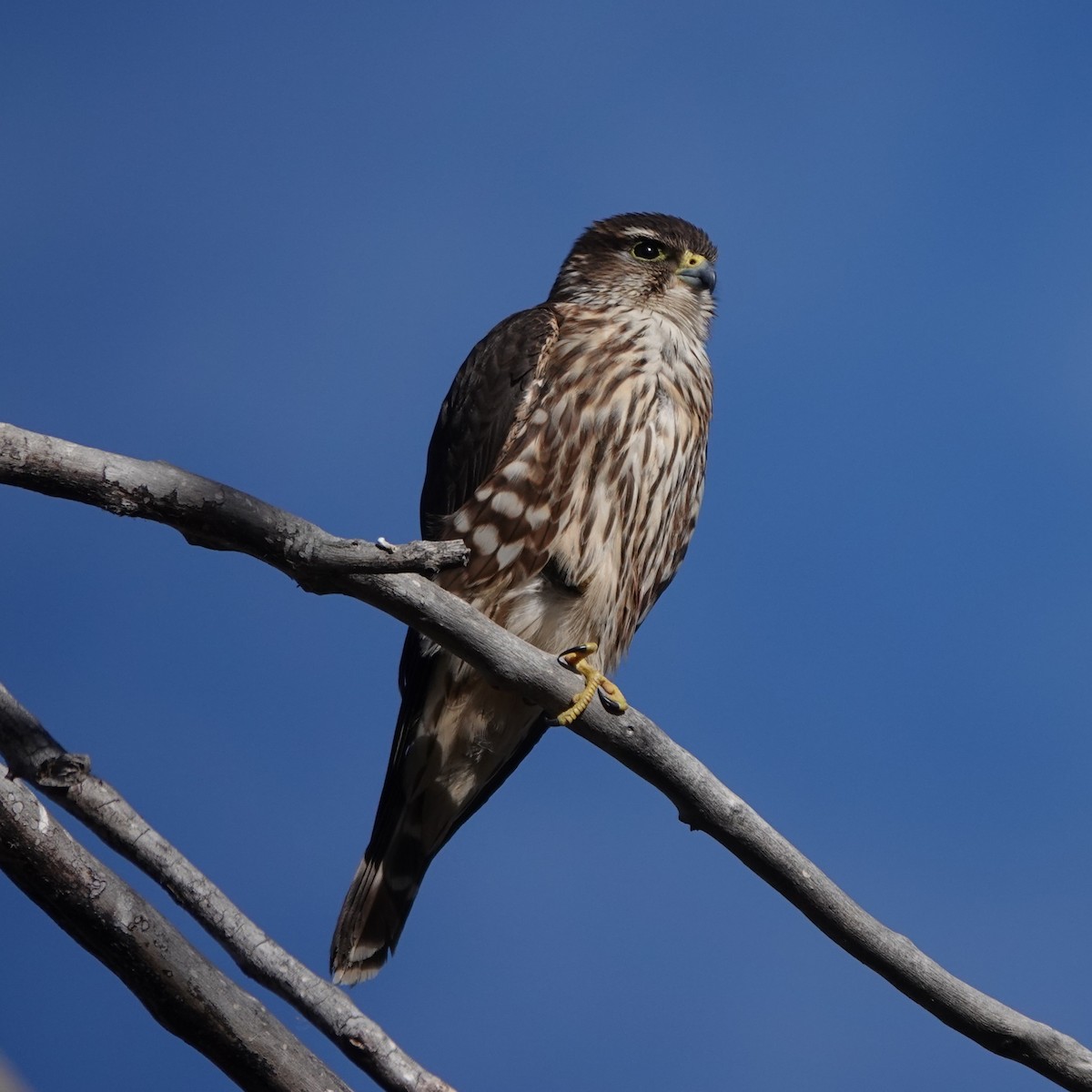 Дербник - ML647365810