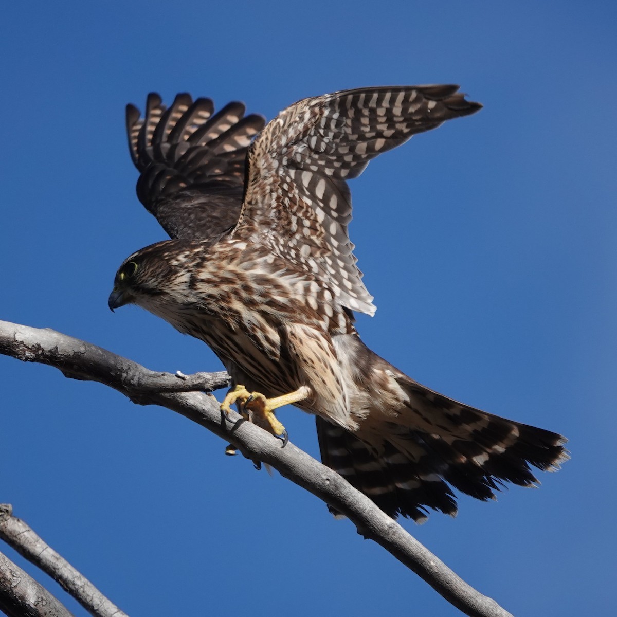 Дербник - ML647365811