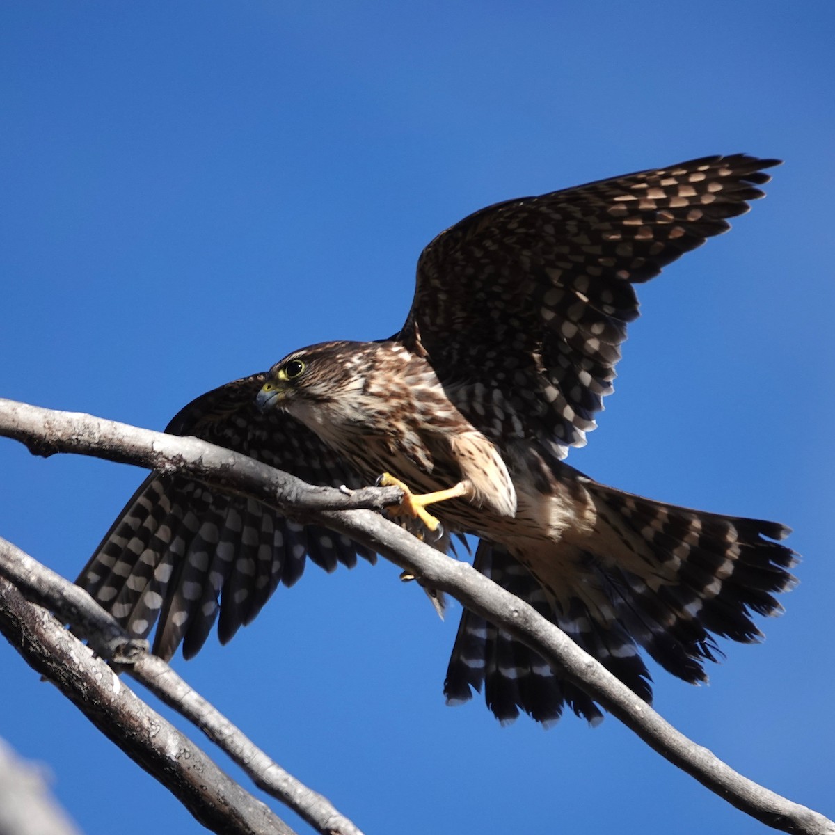 Дербник - ML647365812