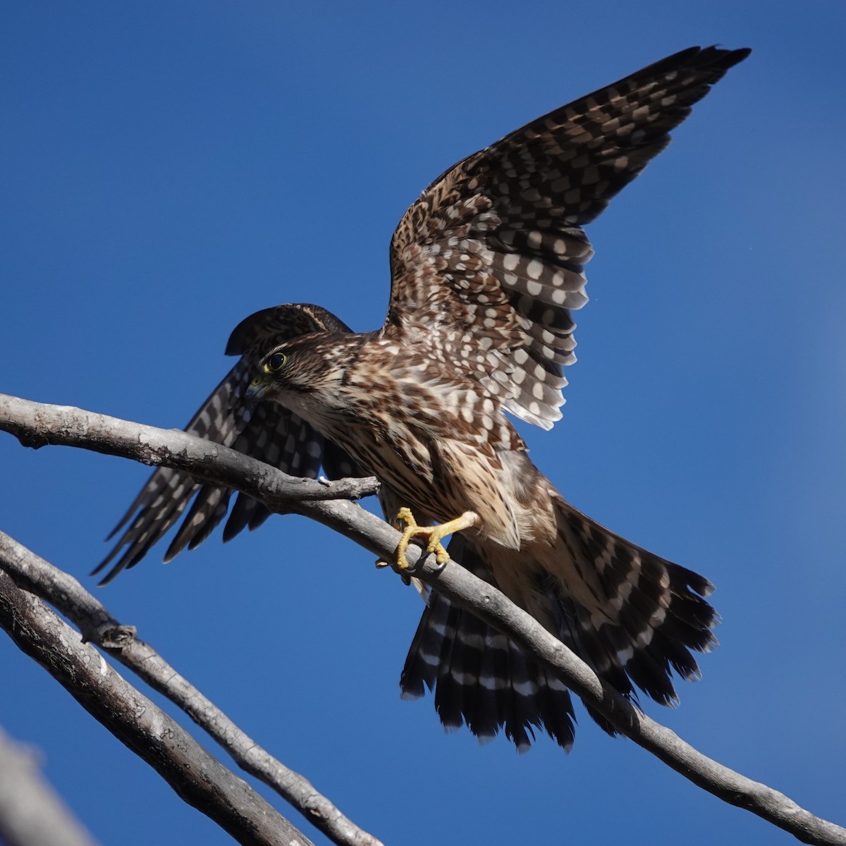 Дербник - ML647365813