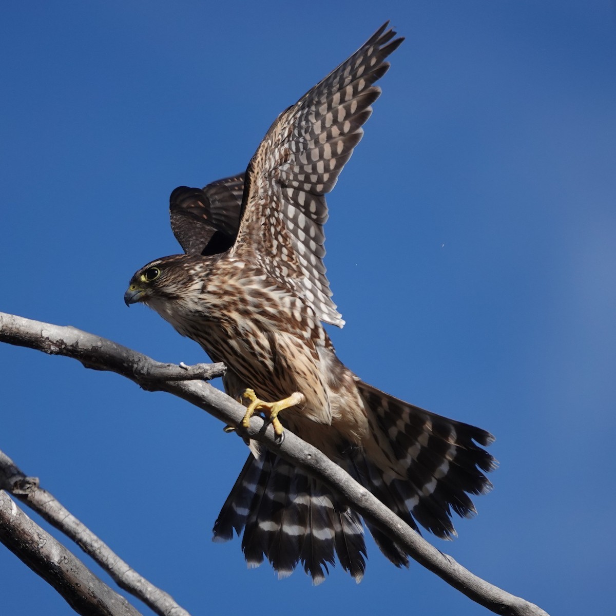 Дербник - ML647365814