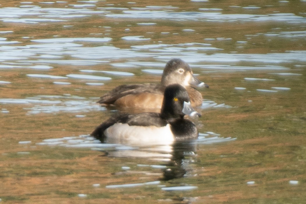 Кольчатая чернеть - ML647365815