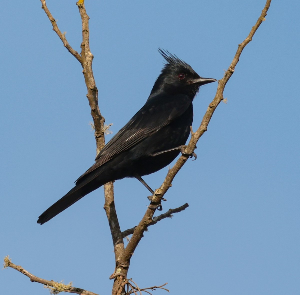 Хохлатая вдовка - ML647365816