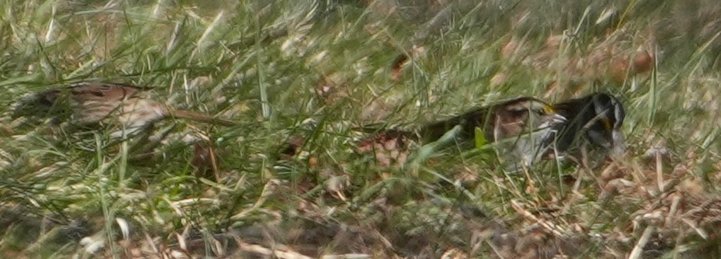 Белогорлая зонотрихия - ML647365817