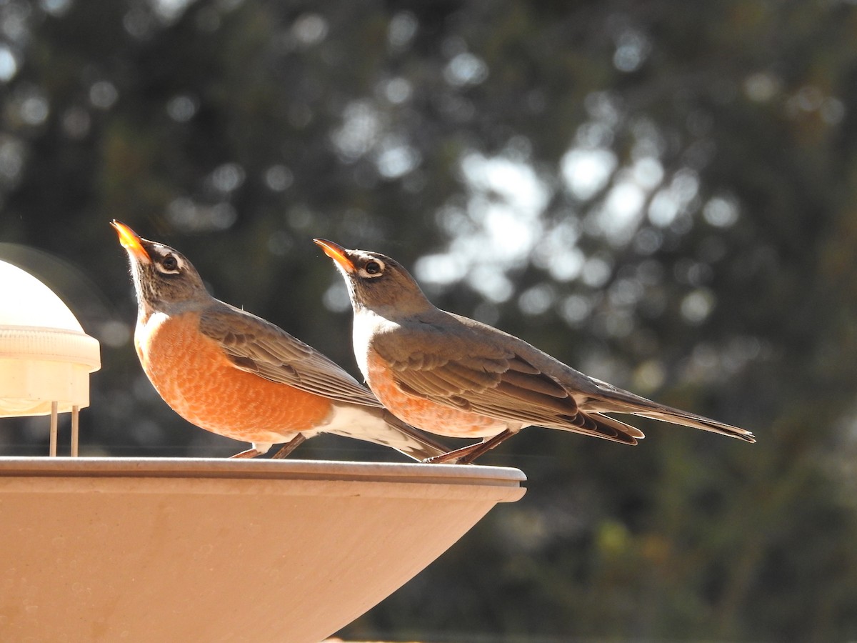 Странствующий дрозд - ML647365818