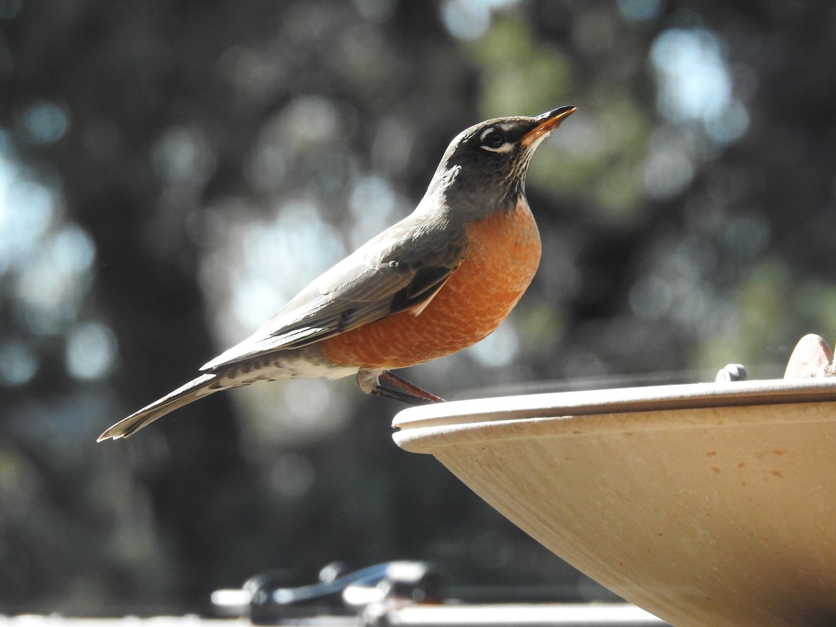 Странствующий дрозд - ML647365819