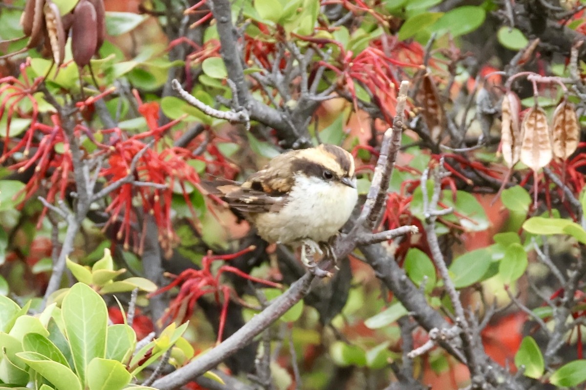 Шипохвостая райадито - ML647365820