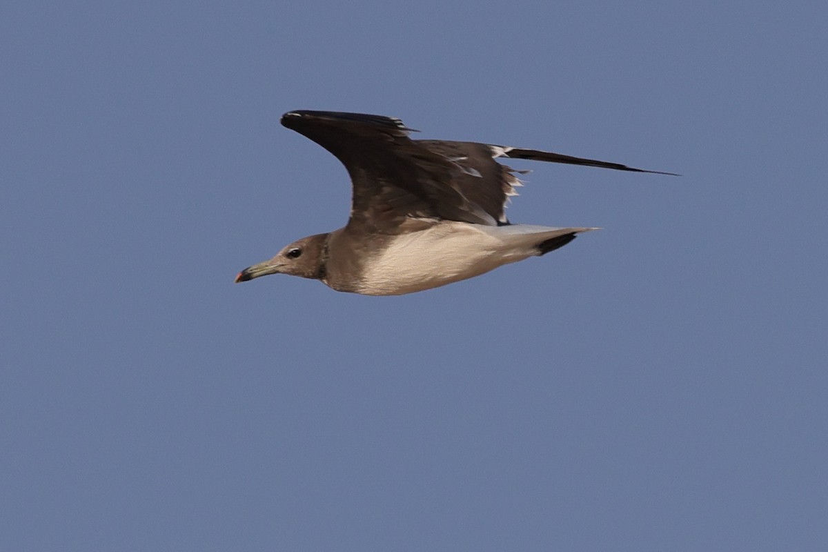 Аденская чайка - ML647365822