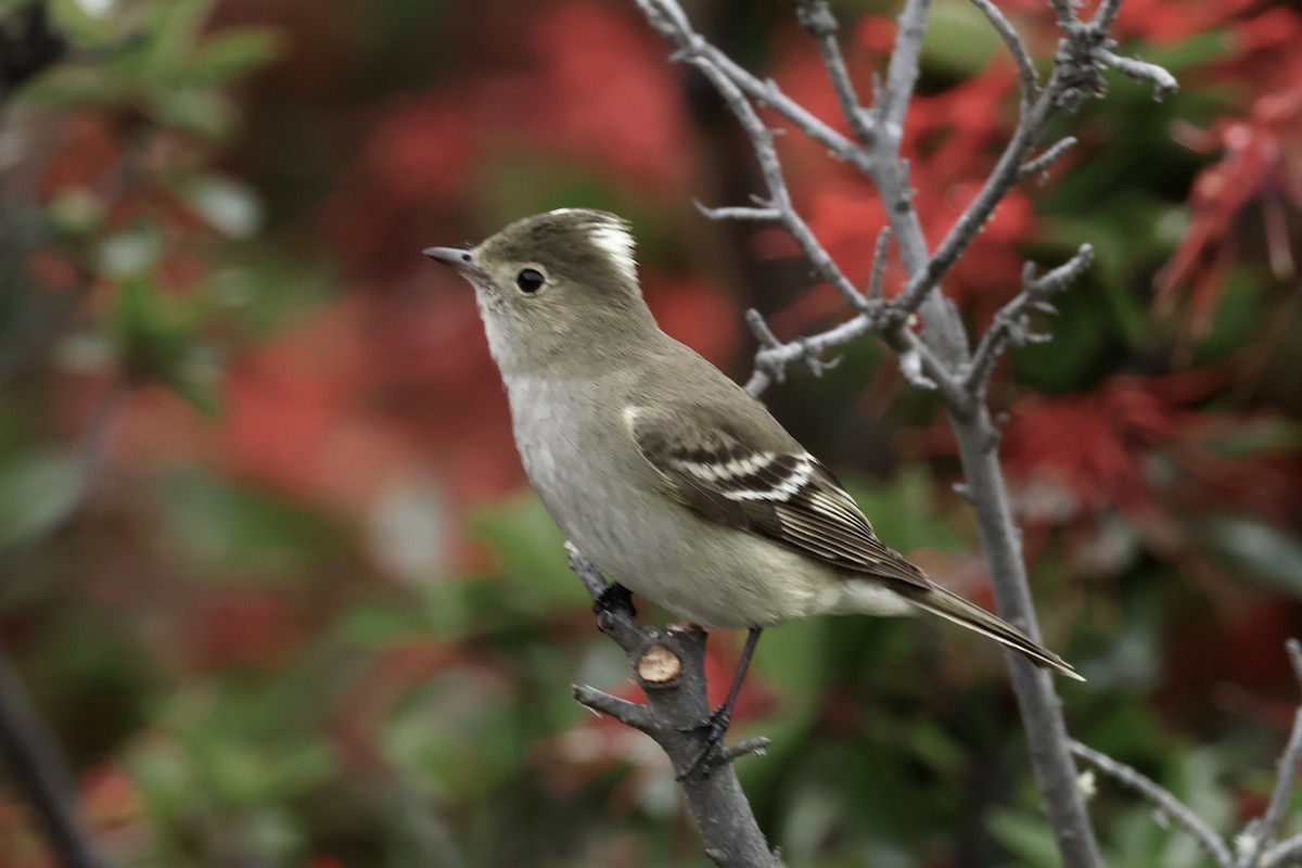 Белохохлая эления - ML647365824