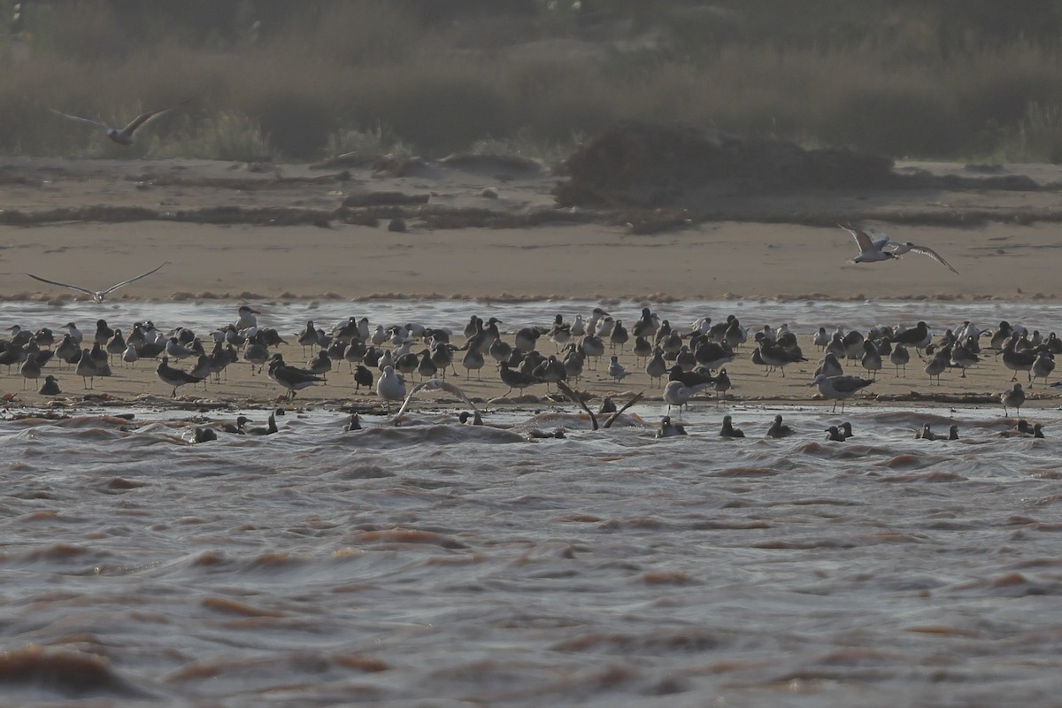 Аденская чайка - ML647365825