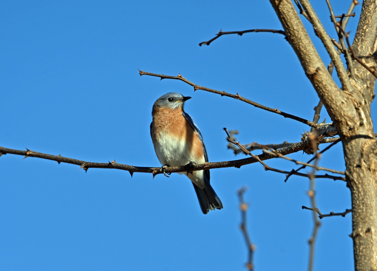 Восточная сиалия - ML647365826