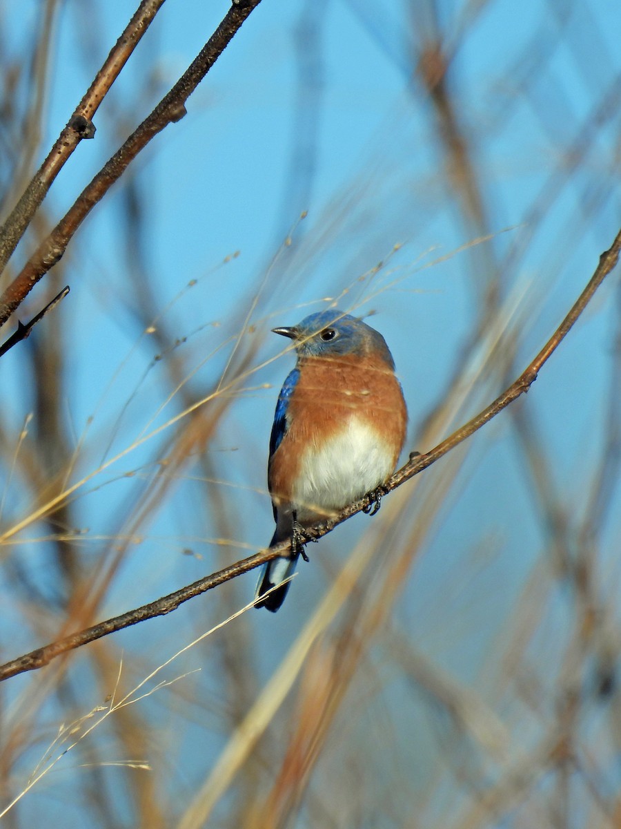 Восточная сиалия - ML647365827