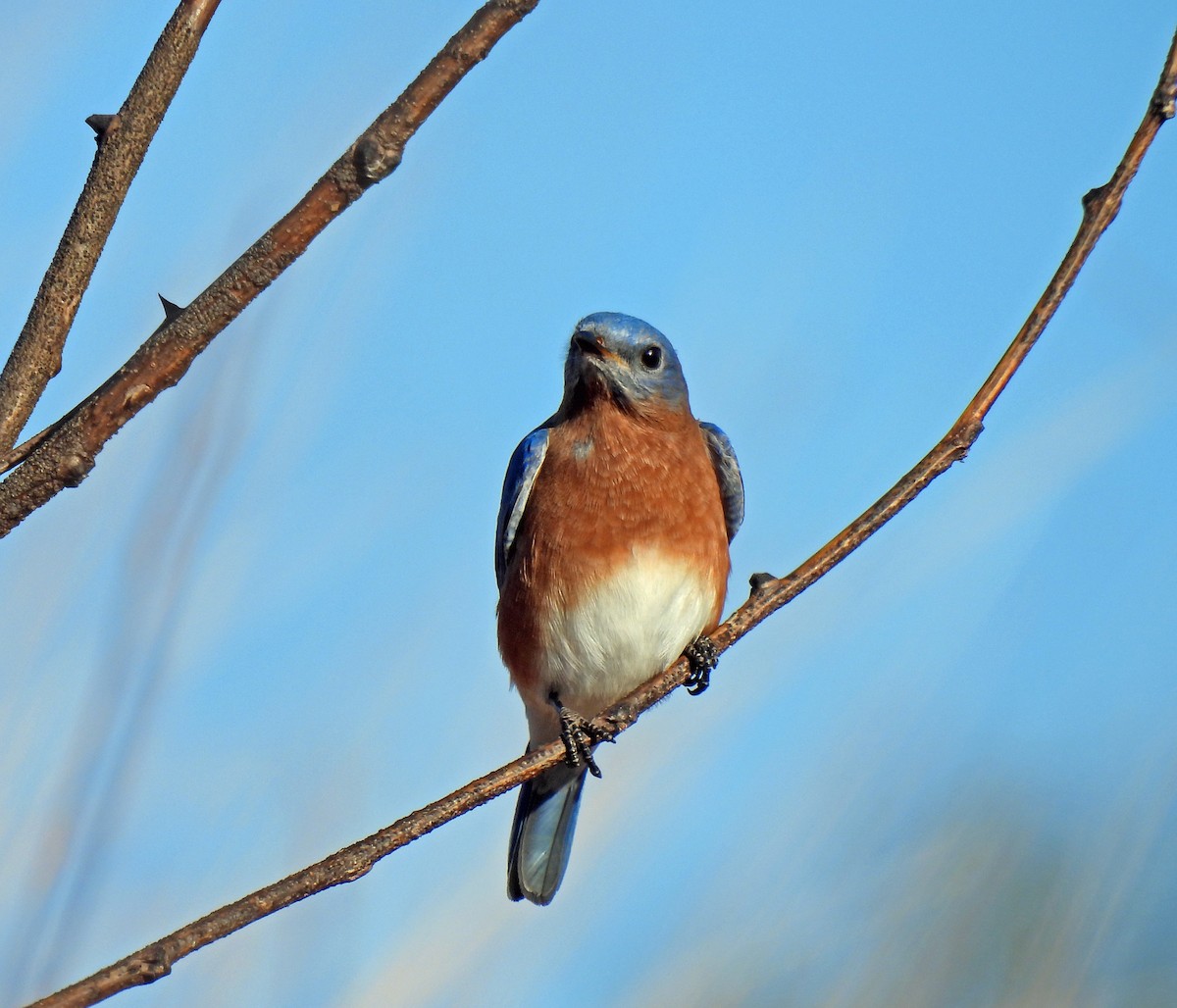 Восточная сиалия - ML647365828