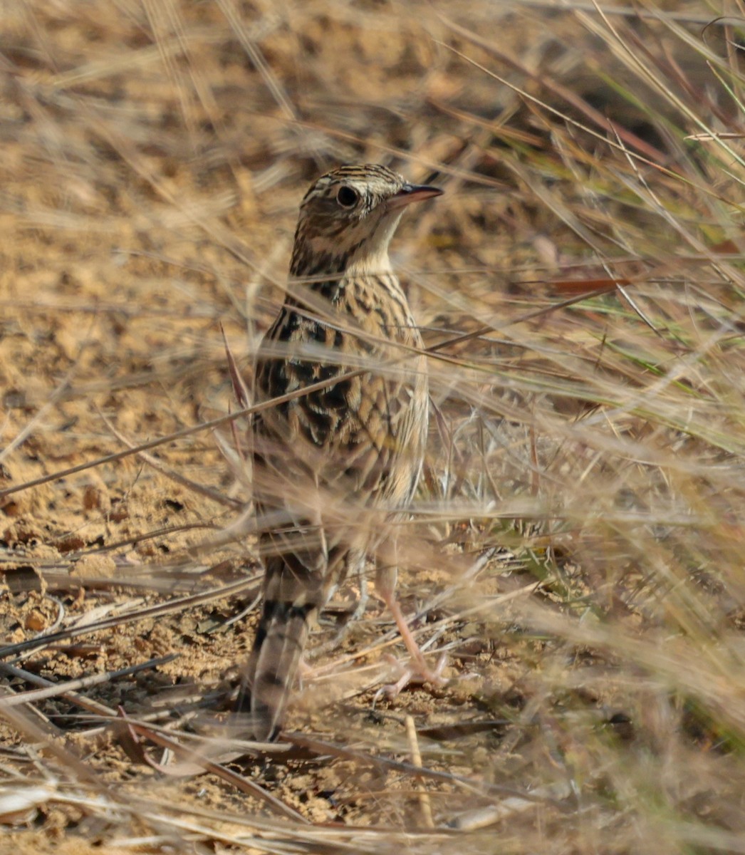 Бурохвостый конёк - ML647365829