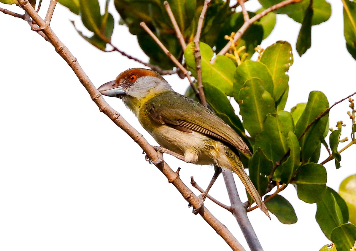 Краснобровый попугаевый виреон - ML647365830