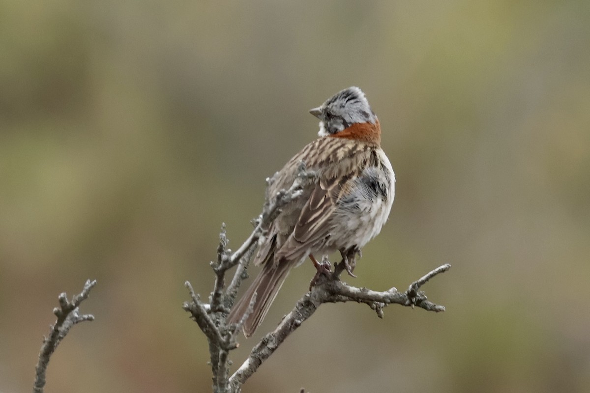 Рыжешейная зонотрихия - ML647365831