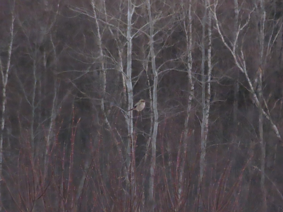 ťuhýk severní - ML647365837