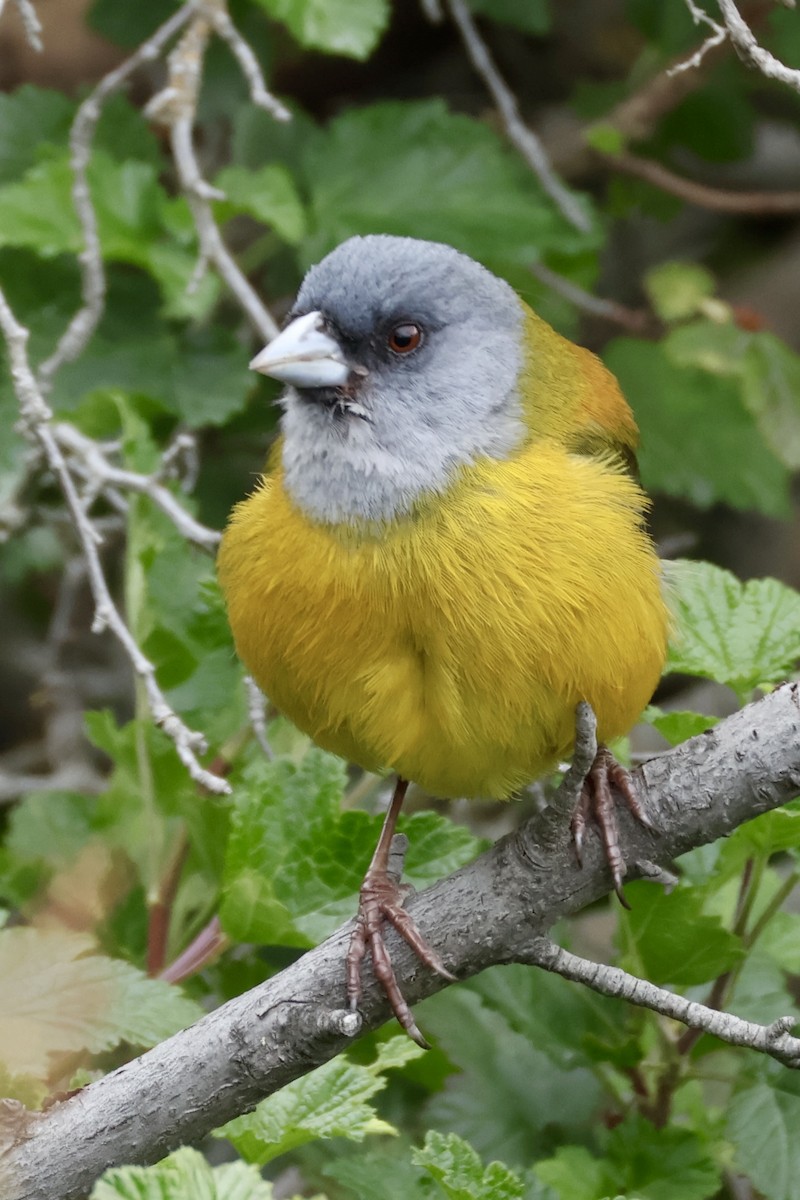 Patagonian Sierra Finch - ML647365840