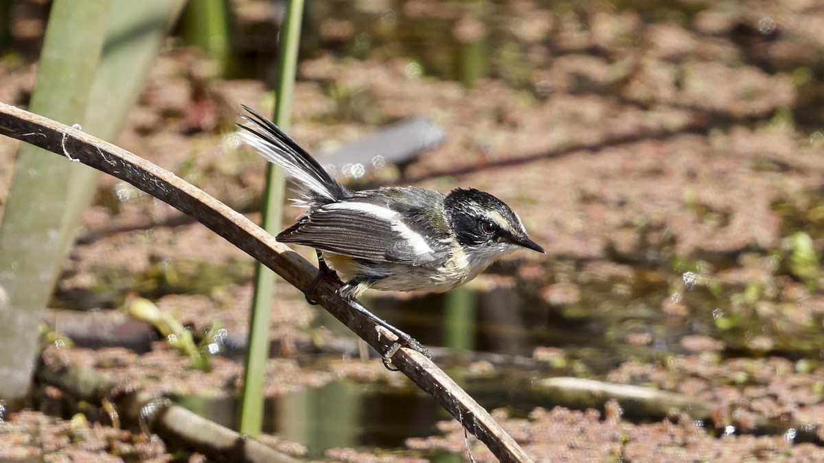 Many-colored Rush Tyrant - ML647365844