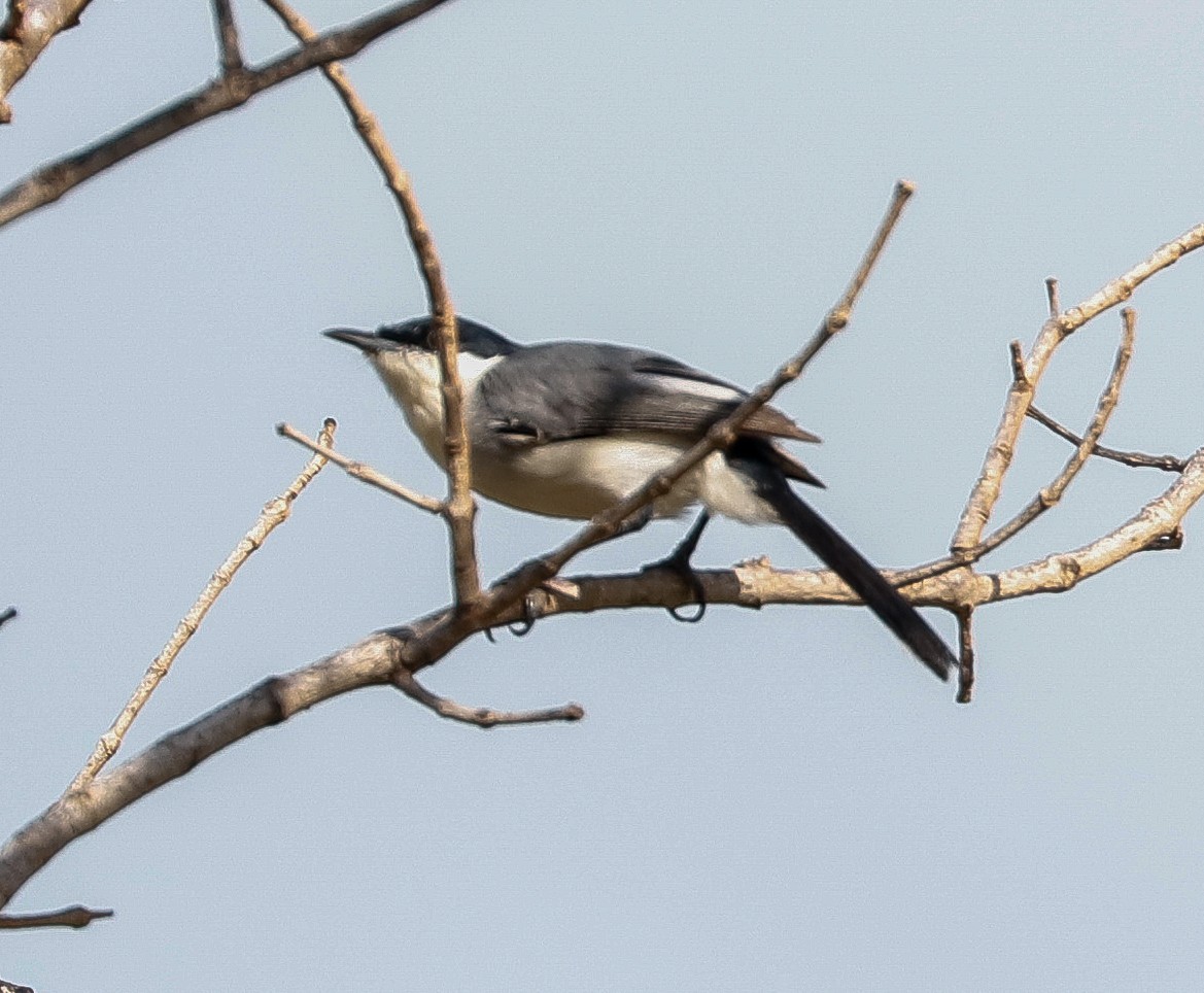 Tropical Gnatcatcher - ML647365845
