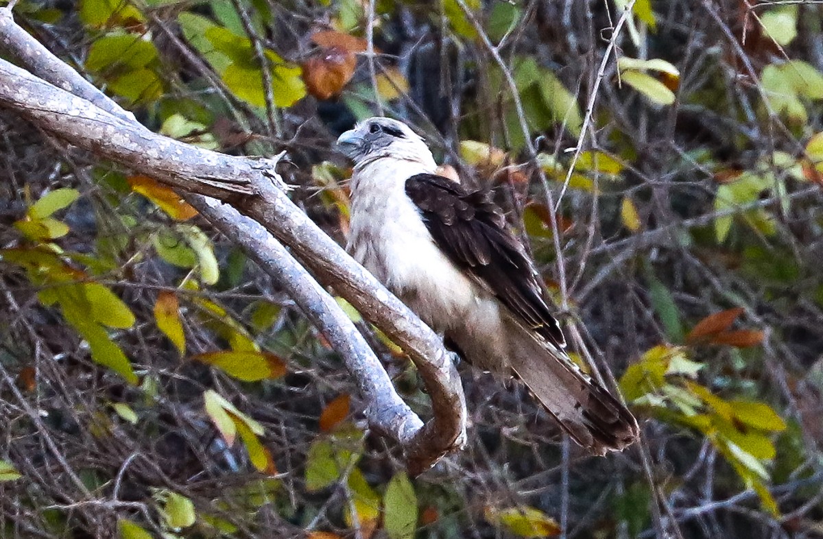 Yellow-headed Caracara - ML647365849