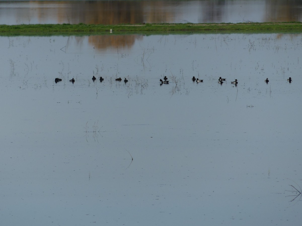 Ring-necked Duck - ML647365851