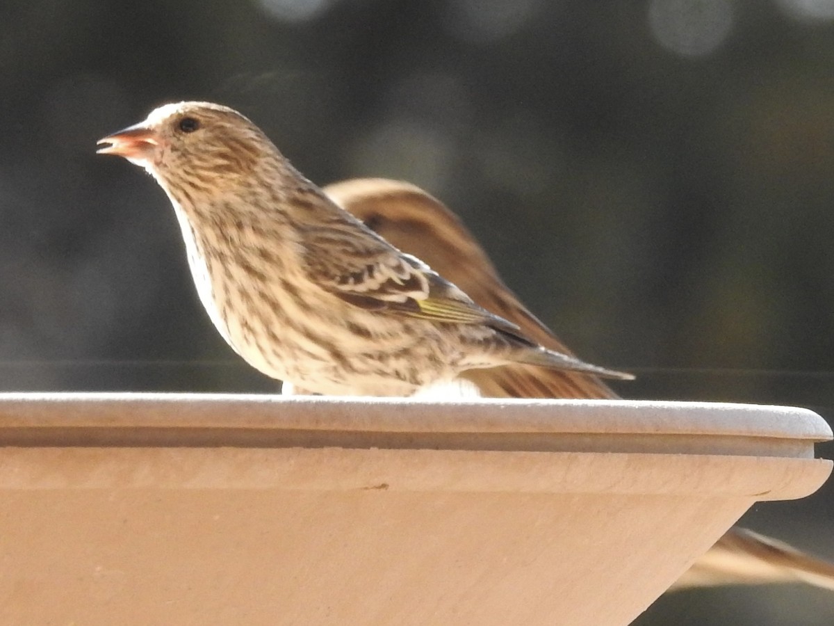 Pine Siskin - ML647365853