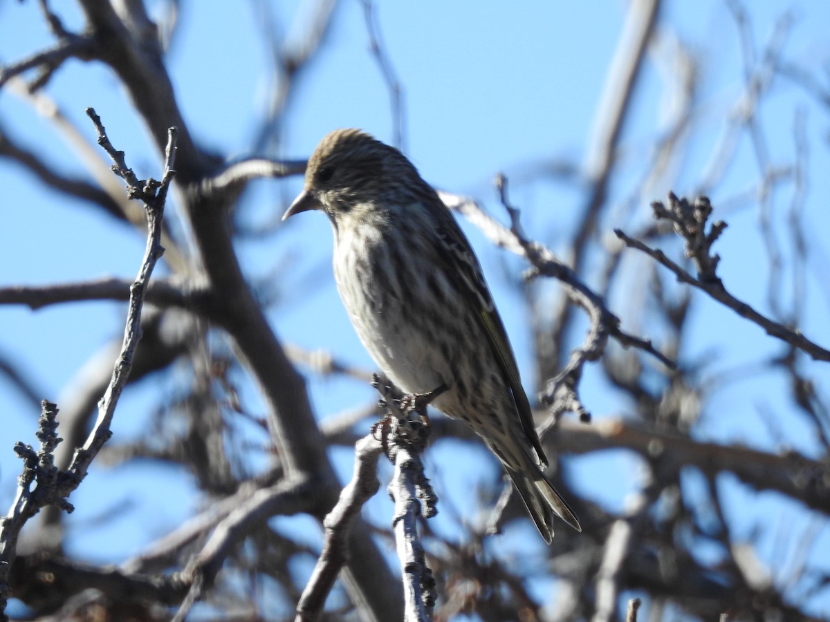 Pine Siskin - ML647365854