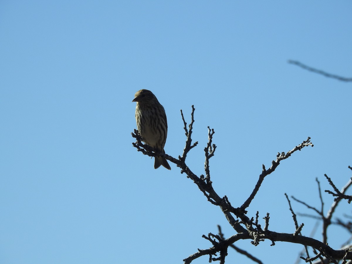 Pine Siskin - ML647365855