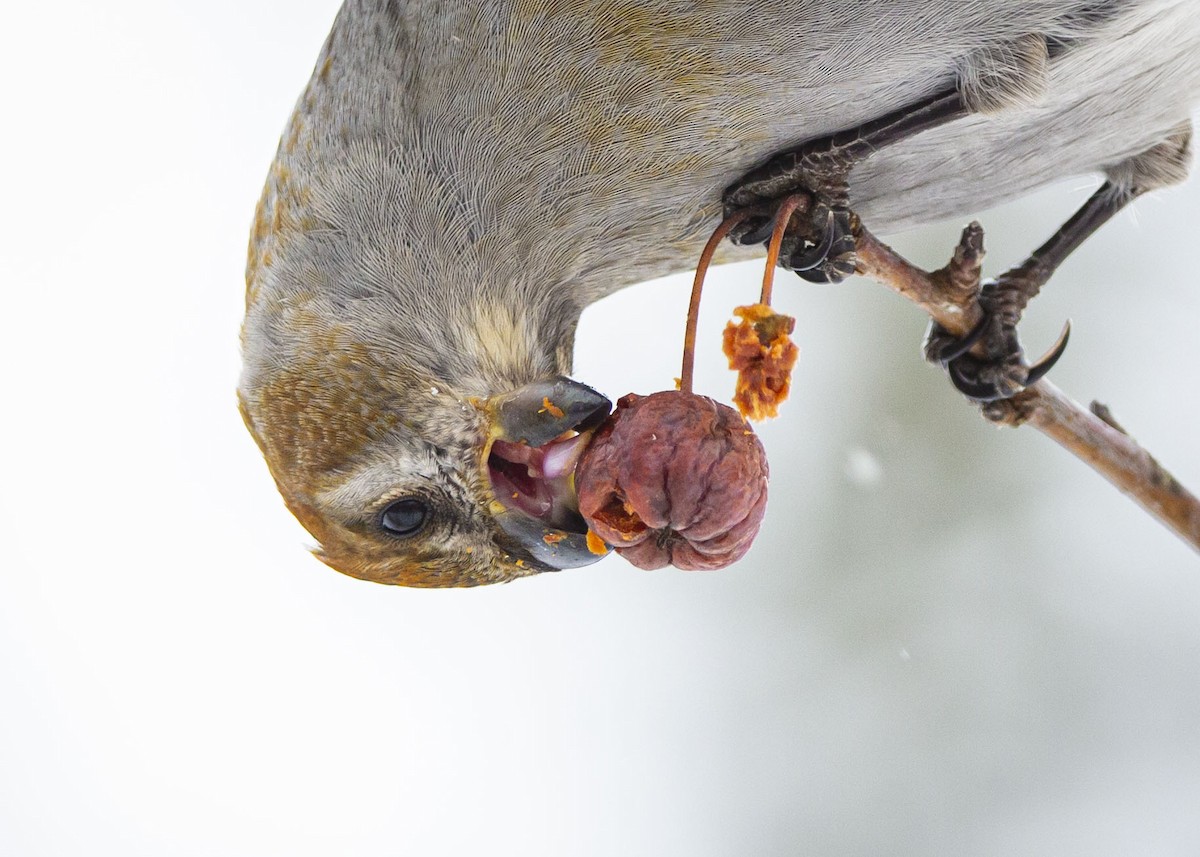 Смеречник тайговий - ML647365856