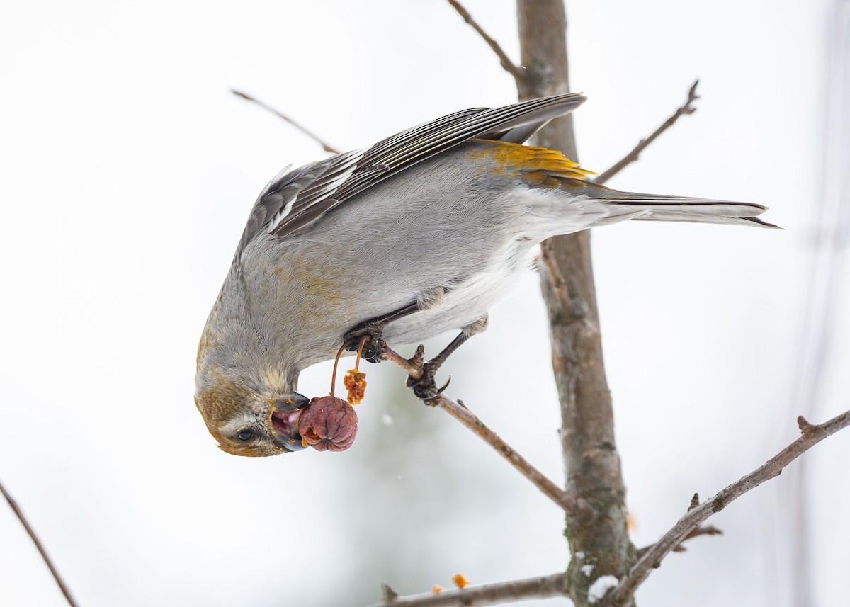 Смеречник тайговий - ML647365857