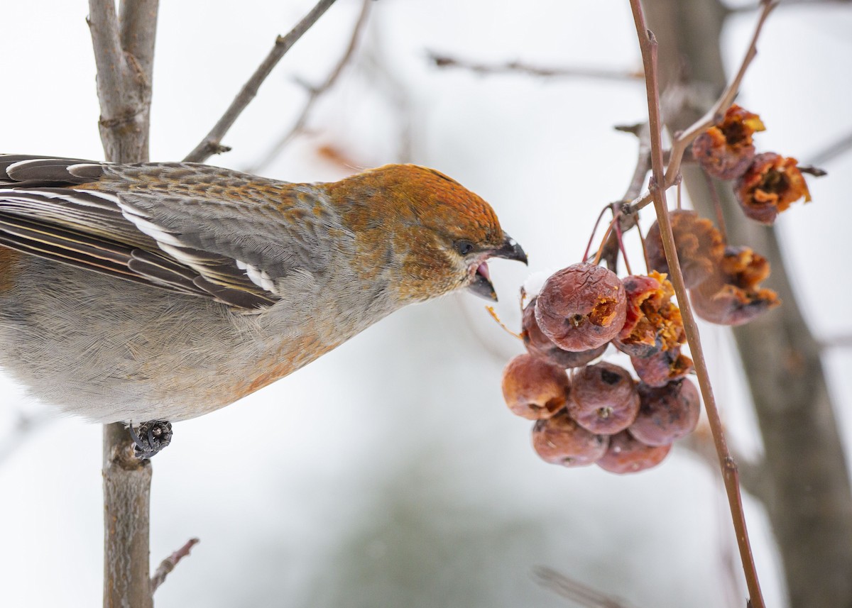 Смеречник тайговий - ML647365858