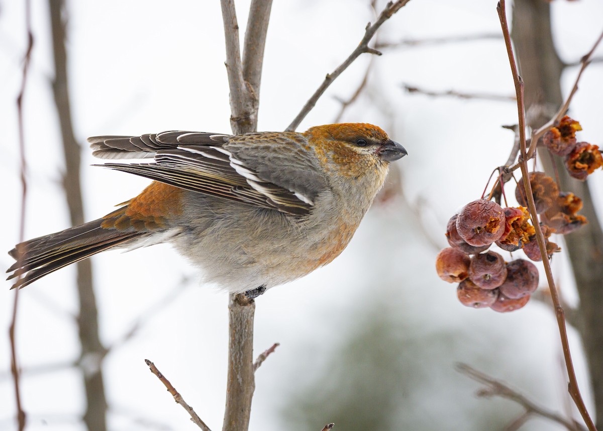 Смеречник тайговий - ML647365859