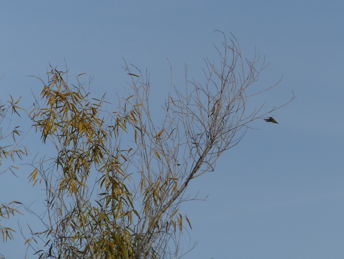 Anna's Hummingbird - ML647365863