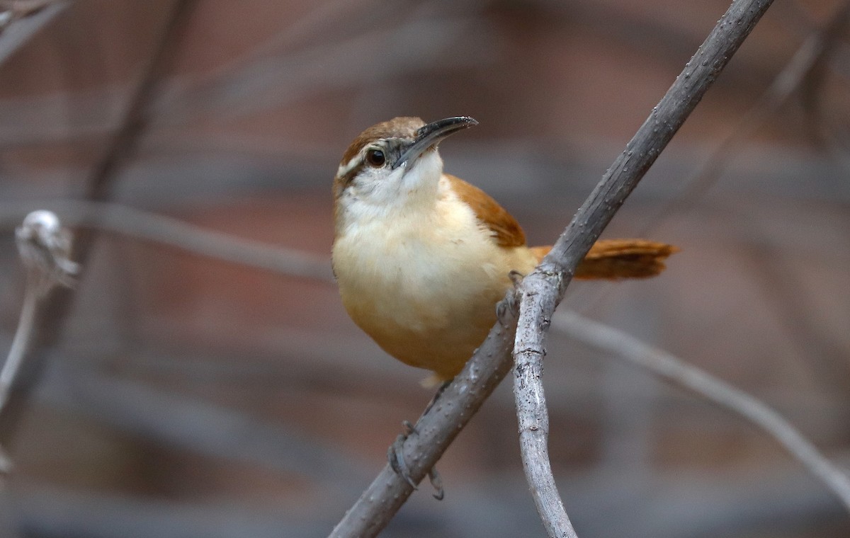 Long-billed Wren - ML647365868