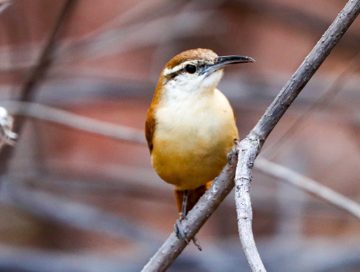Long-billed Wren - ML647365869