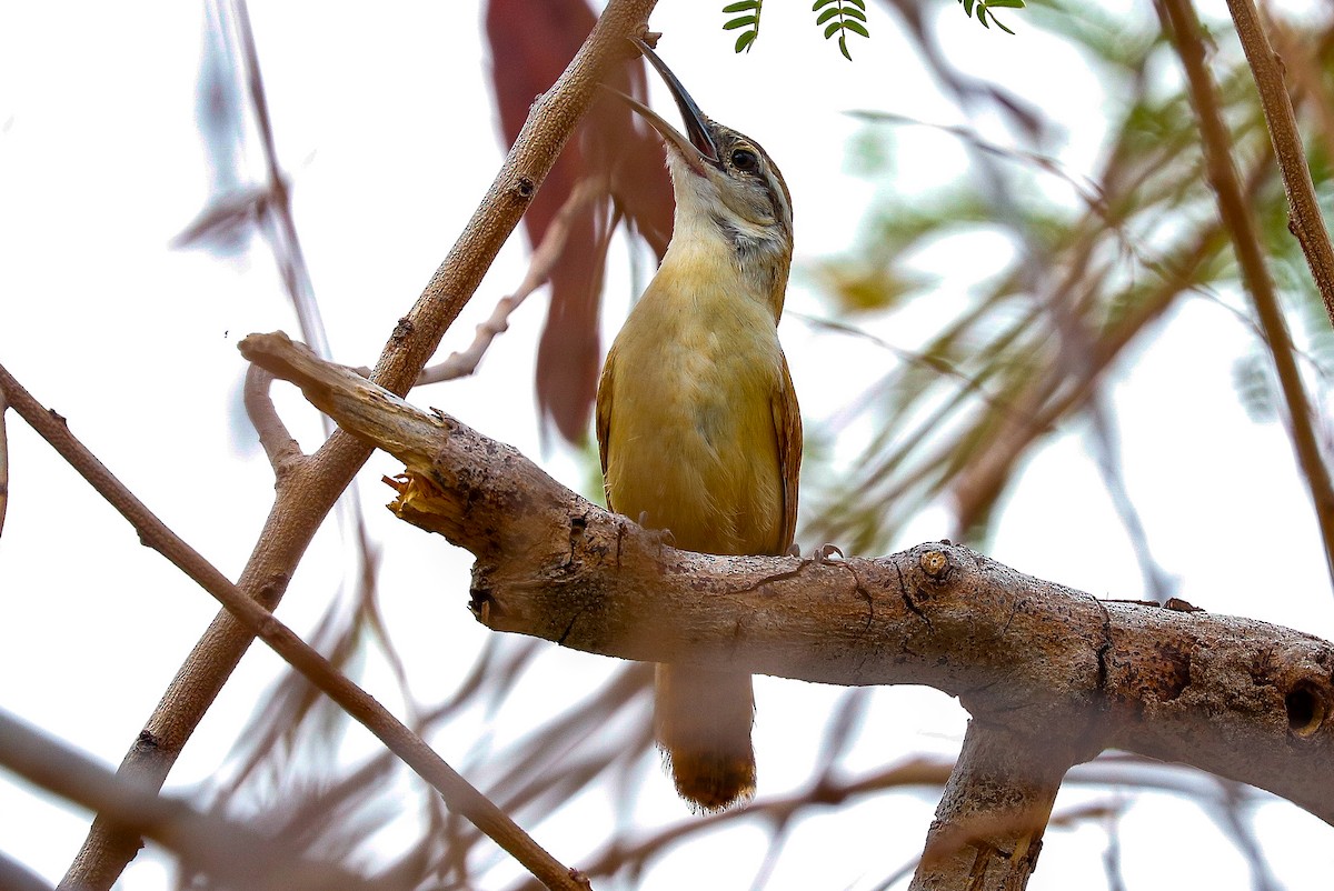 Long-billed Wren - ML647365871
