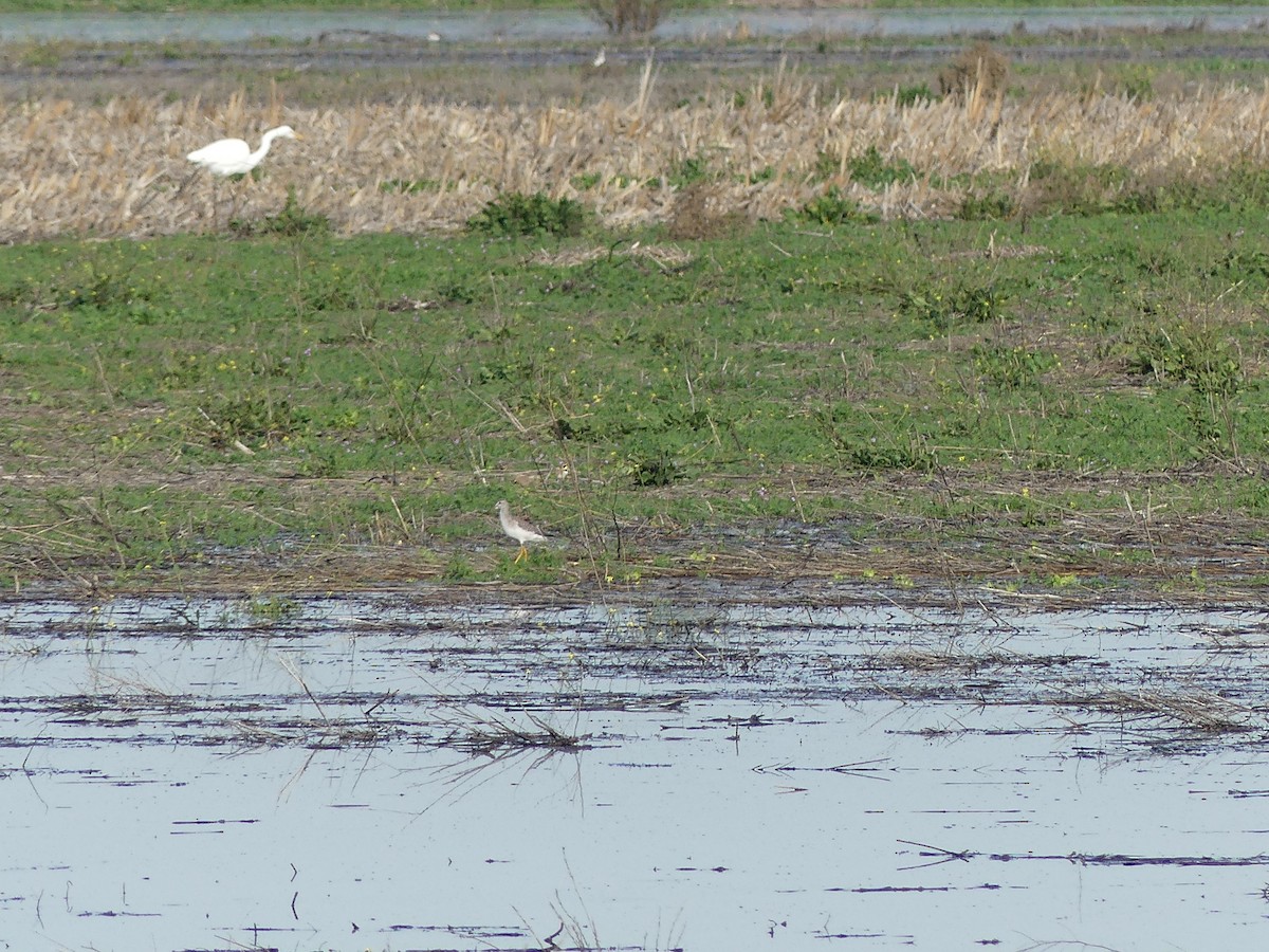 Greater Yellowlegs - ML647365872