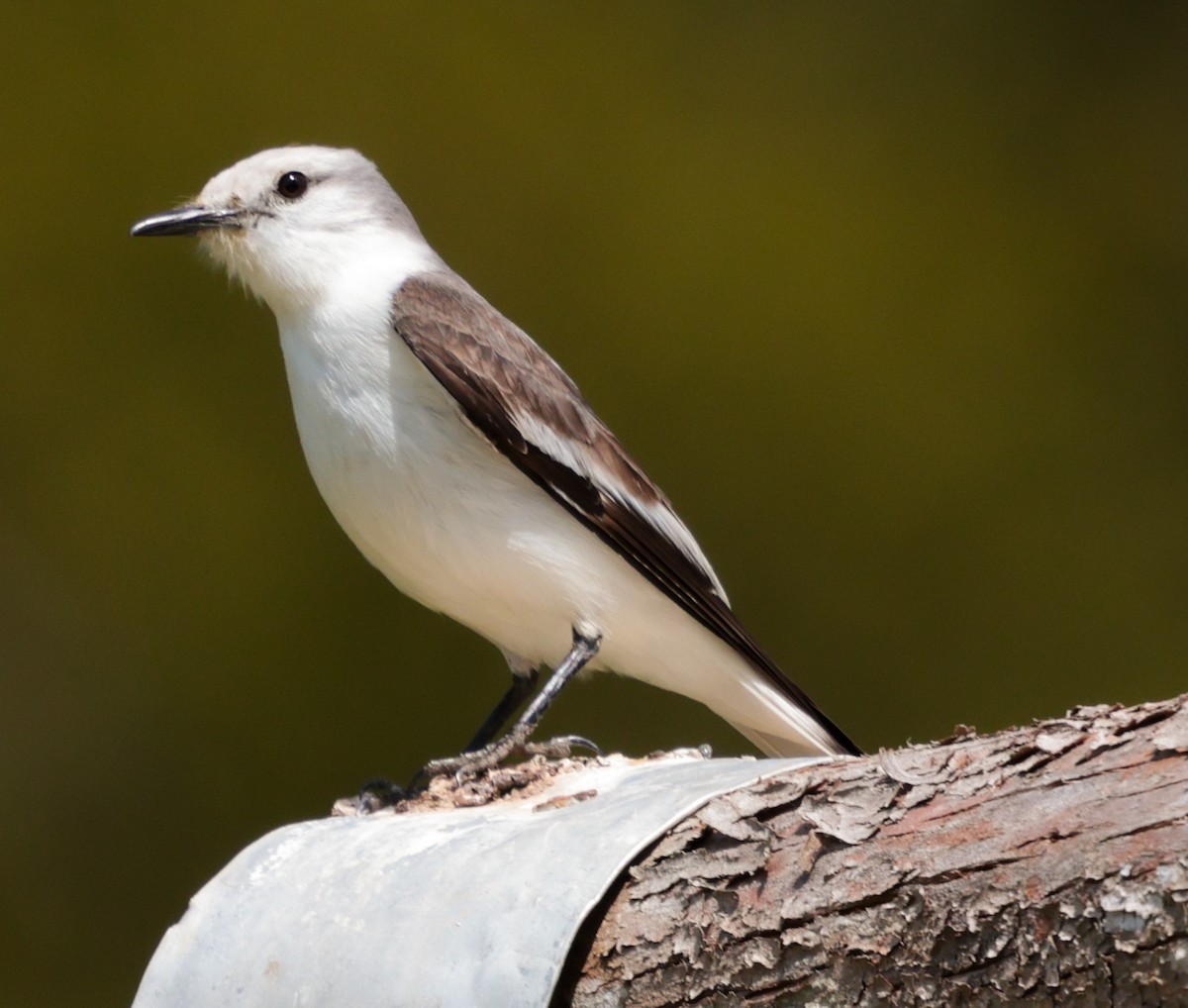 Monjita Velada - ML647365876