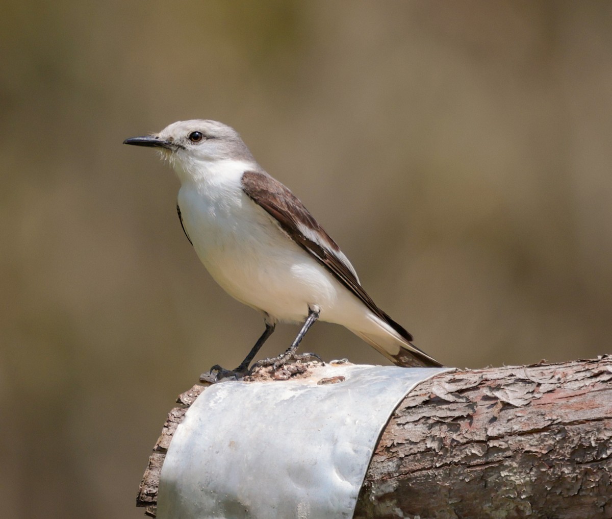 Monjita Velada - ML647365877