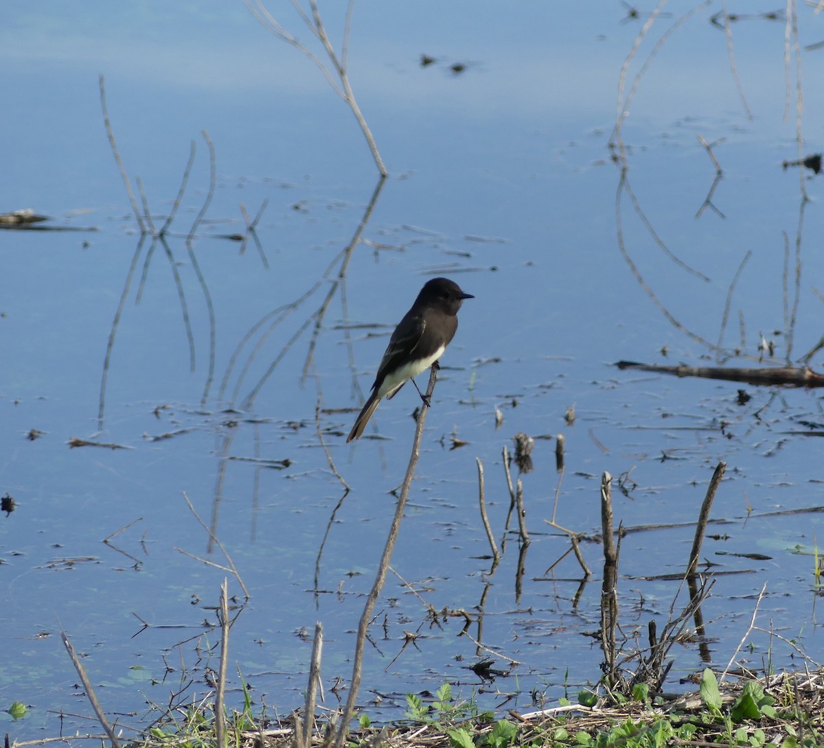 Mosquero Negro - ML647365878