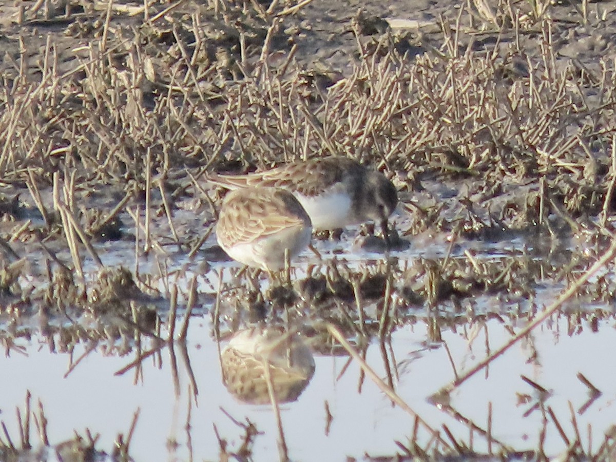 Correlimos Menudillo - ML647365880