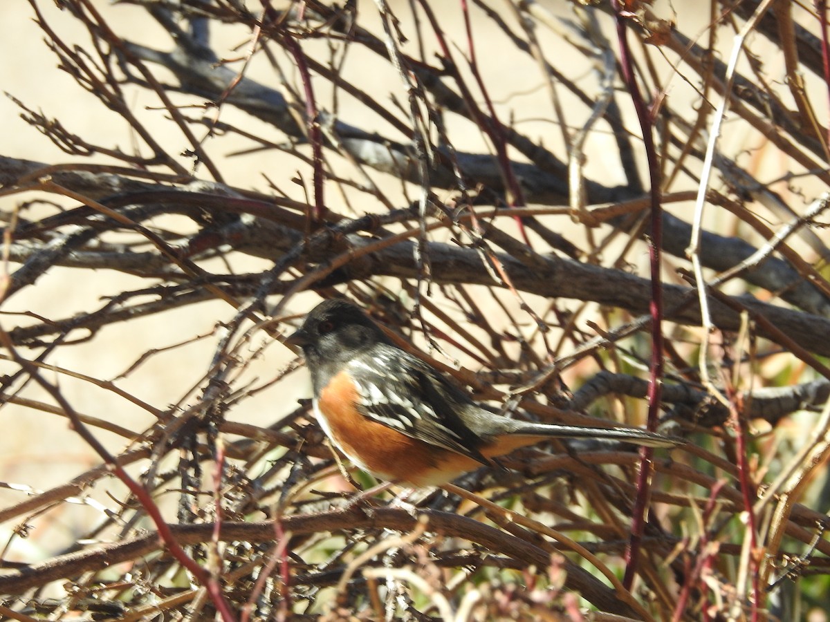 Toquí Moteado - ML647365881