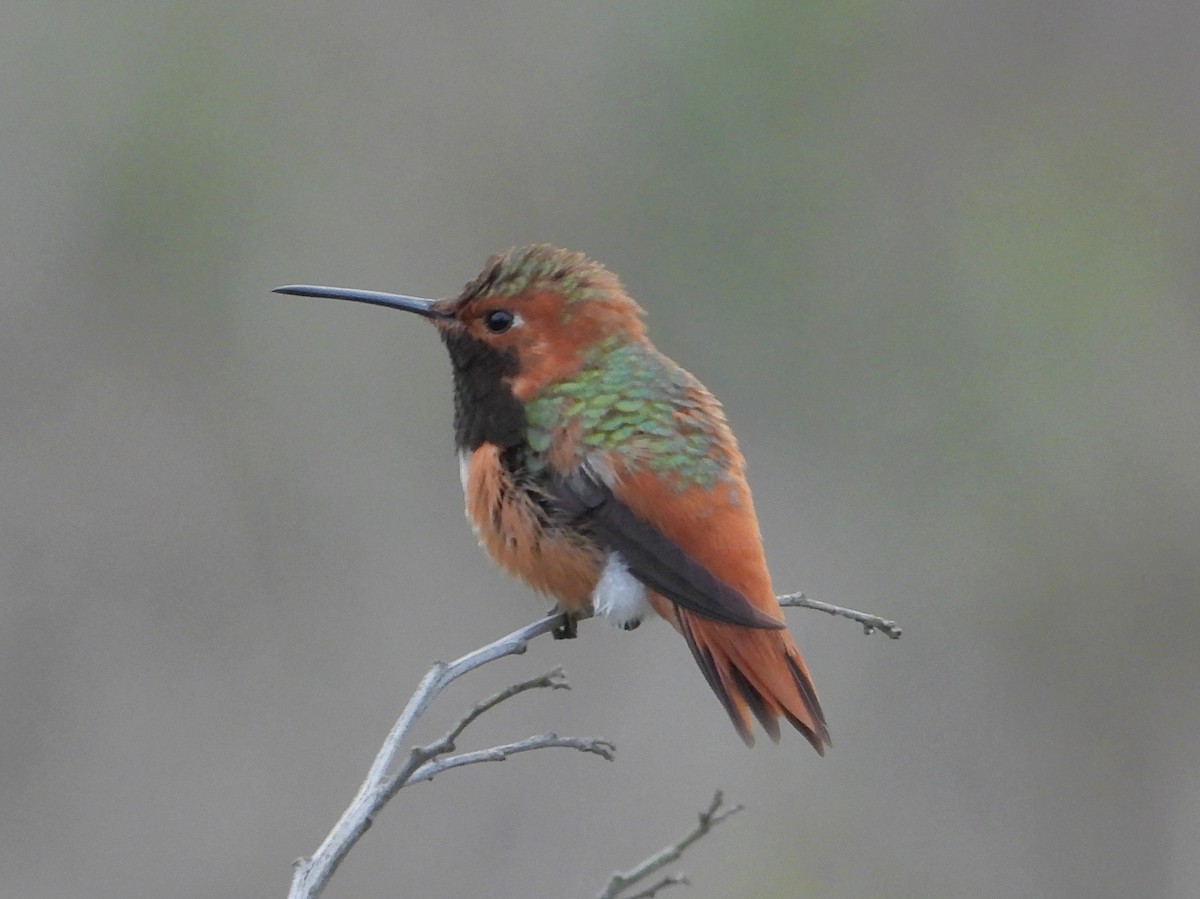 Colibrí de Allen - ML647365882