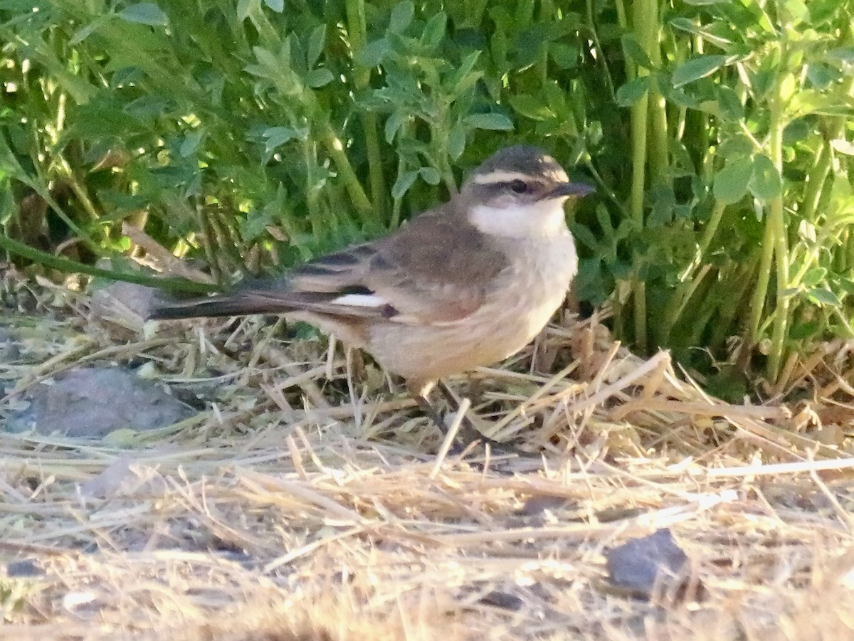 Remolinera Común Meridional - ML647365884