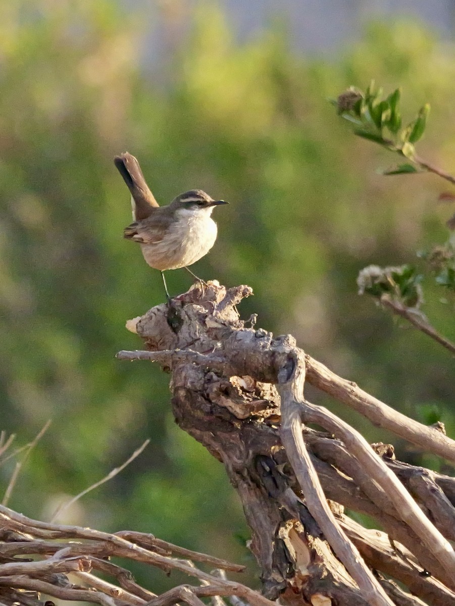 Remolinera Común Meridional - ML647365885