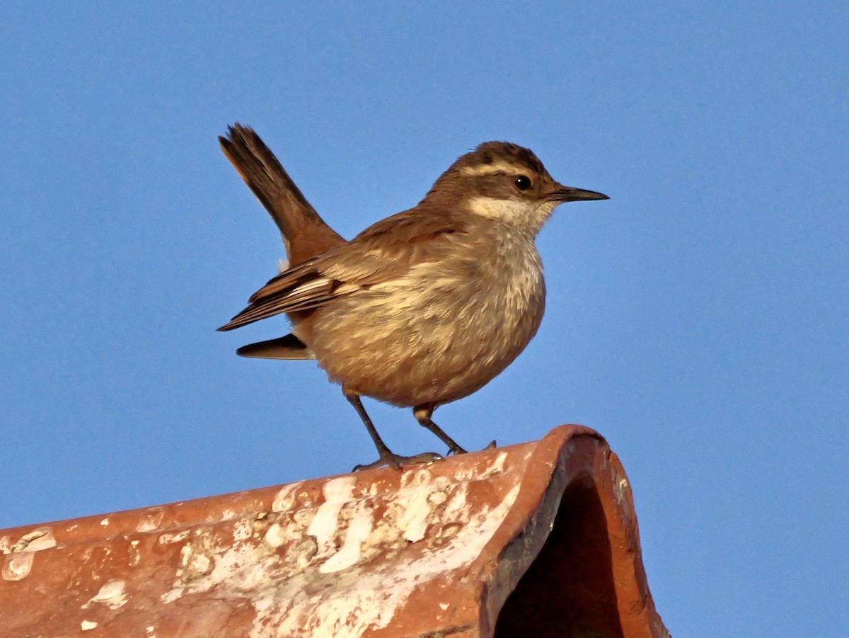 Remolinera Común Meridional - ML647365886