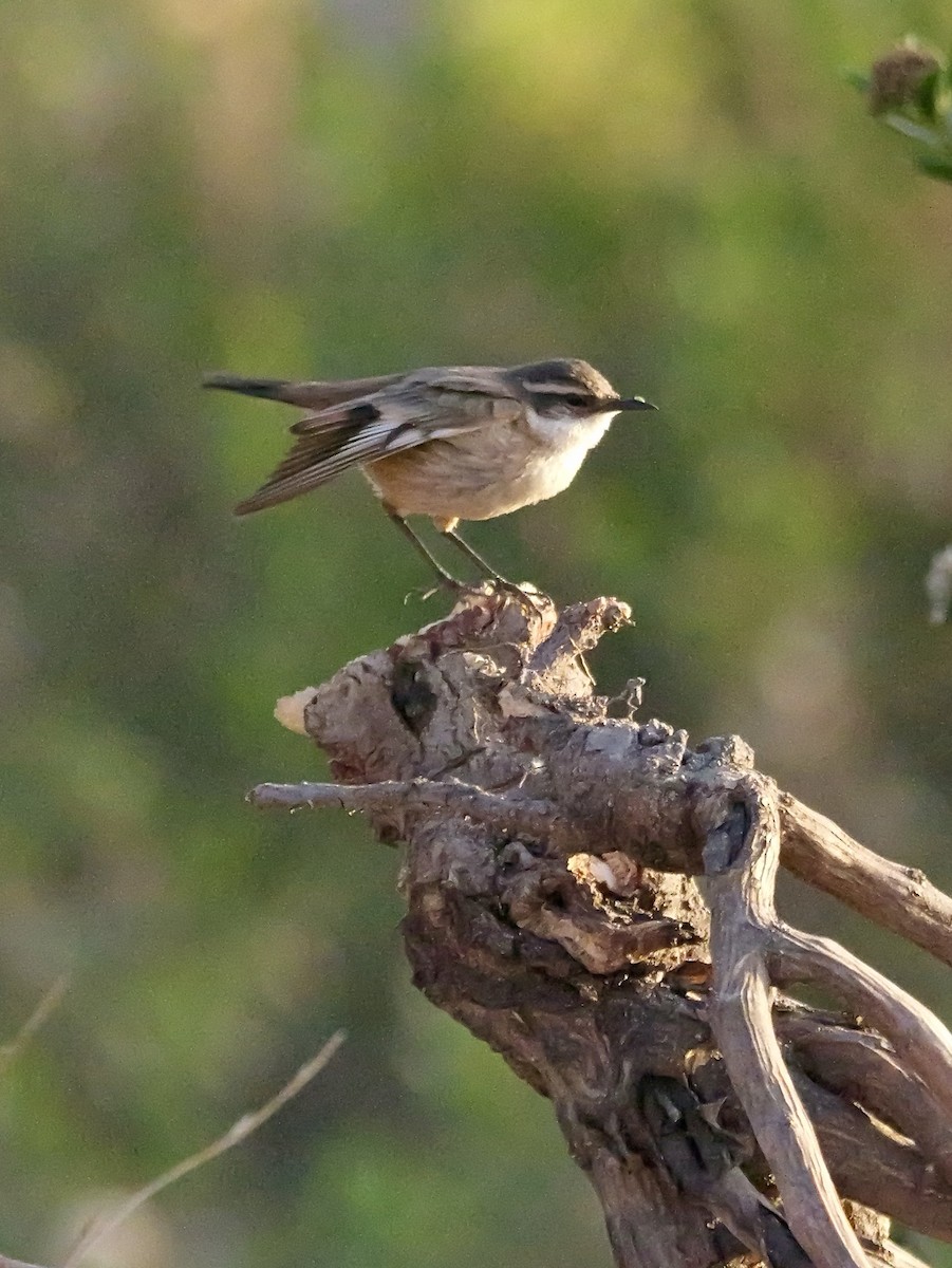Remolinera Común Meridional - ML647365887